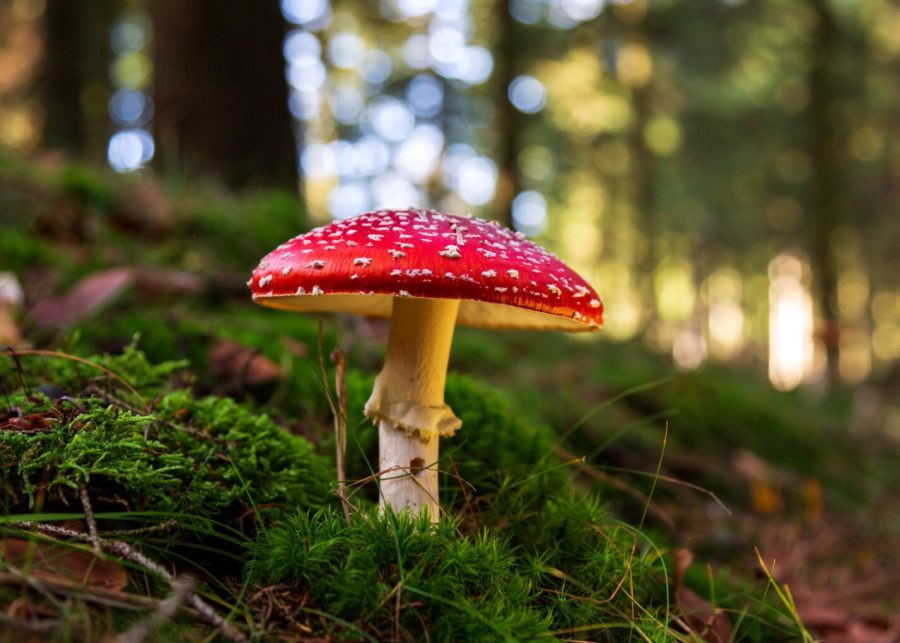 fly-agaric-red-forest-among-greenery
