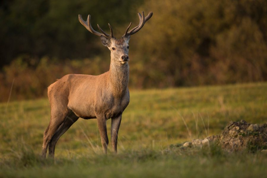 red-deer-nature-habitat-during-deer-rut-european-wildlife